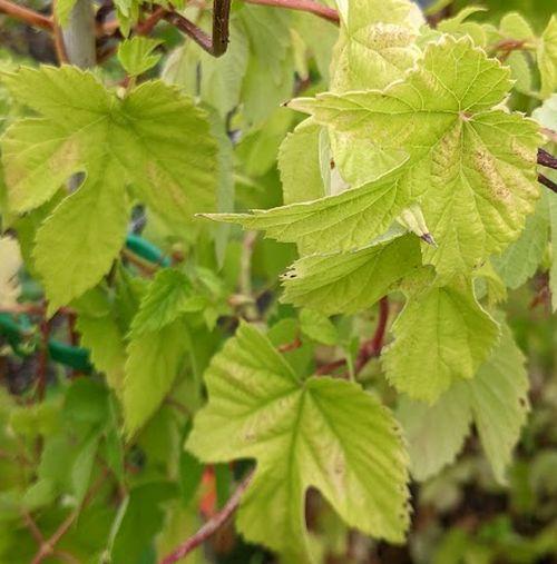 Humulus lupulus 'Aureus'