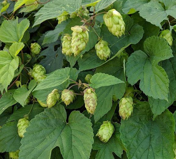 Humulus lupulus
