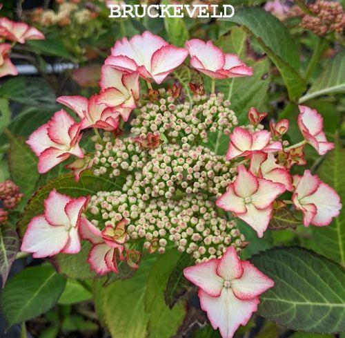 Hydrangea mac. 'Alys'