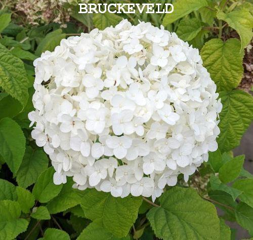 Hydrangea arb. 'Annabelle' (bolvormig)