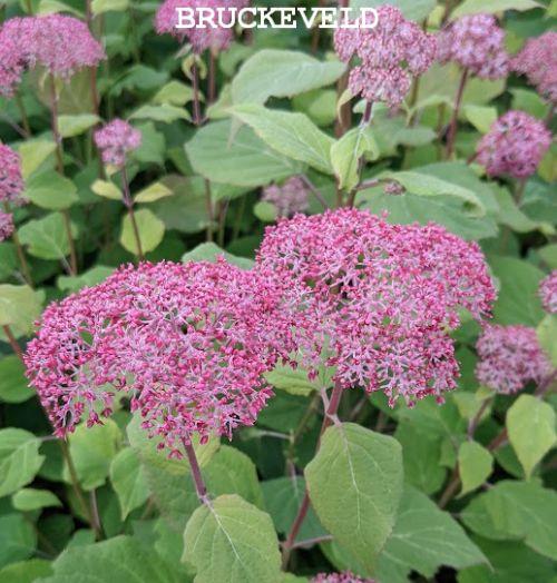 Hydrangea arb. 'Pink Annabelle' ® (Invincibelle)