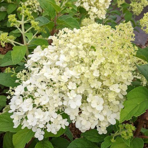 Hydrangea pan. 'Bobo'®