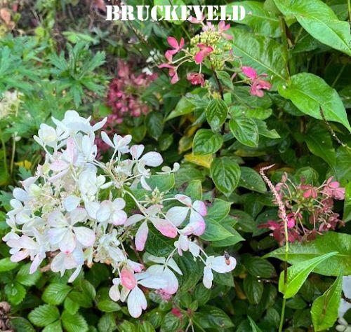 Hydrangea pan. 'Diamond Rouge'