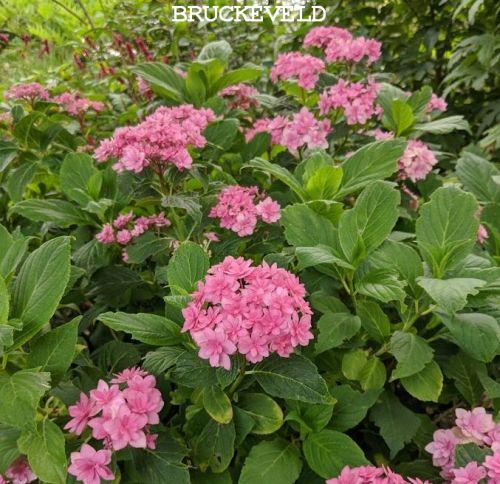 Hydrangea mac. 'Expression'®  (dubbel,bolvormig