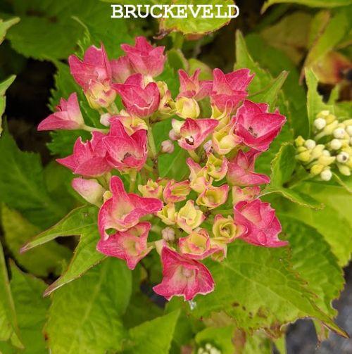 Hydrangea mac. 'Green Shadow' ® (bolvormig)