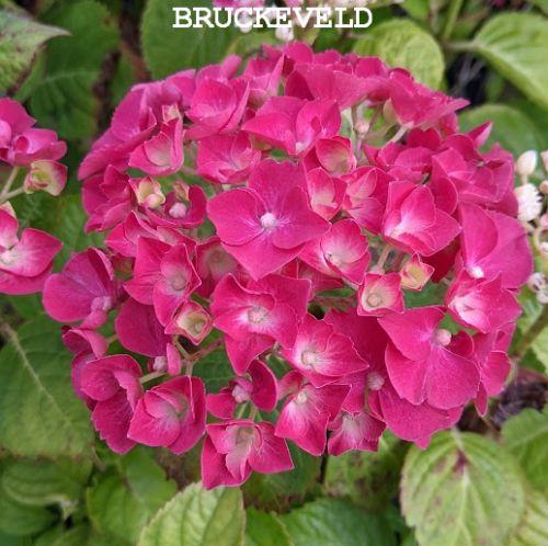Hydrangea mac. 'Holehird Purple'  (bolvormig)