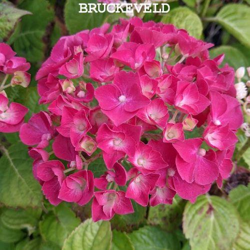 Hydrangea mac. 'Holehird Purple'  (bolvormig)