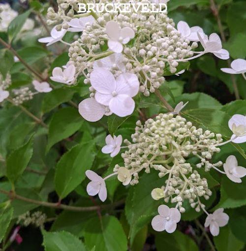 Hydrangea pan. 'Kyushu'