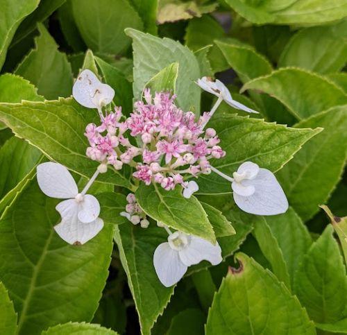 Hydrangea mac. 'Lanarth White'  (schermv