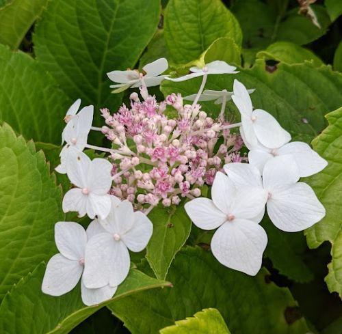 Hydrangea mac. 'Lanarth White'  (schermv