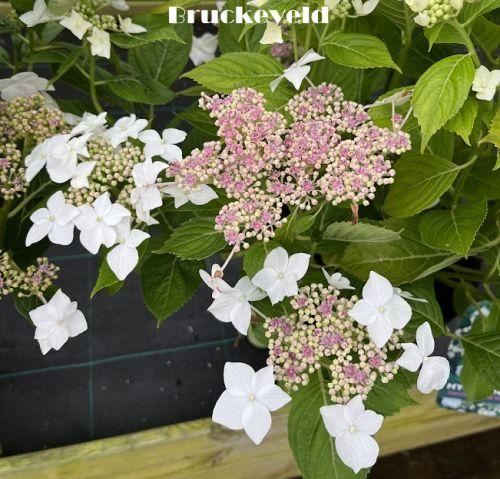 Hydrangea mac. 'Lanarth White'  (schermv