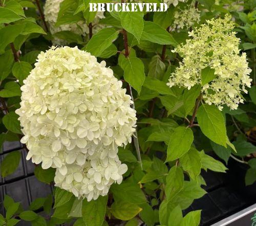 Hydrangea pan. 'Limelight'®