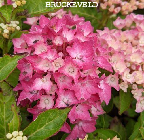 Hydrangea mac. 'Little Pink'   (bolvormig)