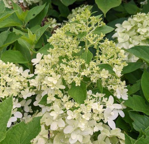 Hydrangea pan. 'Little Spooky'®