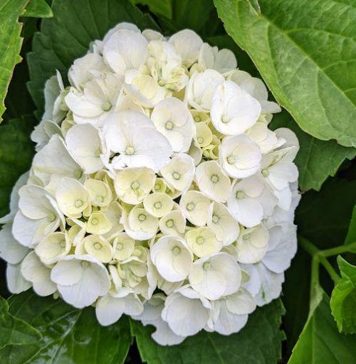 Hydrangea mac. 'Mme Emile Mouillère'  (bolvorm)