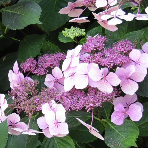 Hydrangea mac. 'Mar. Perfecta' (Blue Wave)
