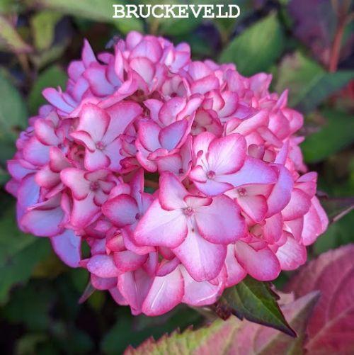Hydrangea mac. 'Mirai' (bolvorm)