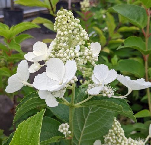 Hydrangea pan.' White Lady'