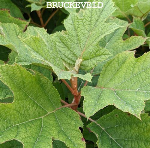 Hydrangea quercifolia