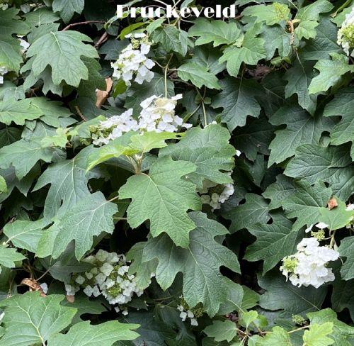 Hydrangea quercifolia