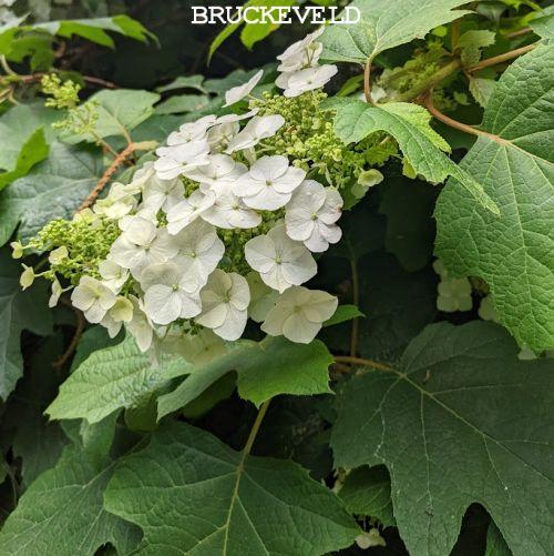 Hydrangea quercifolia