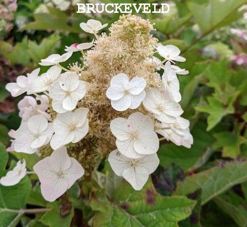 Hydrangea quercifolia Munchkin'