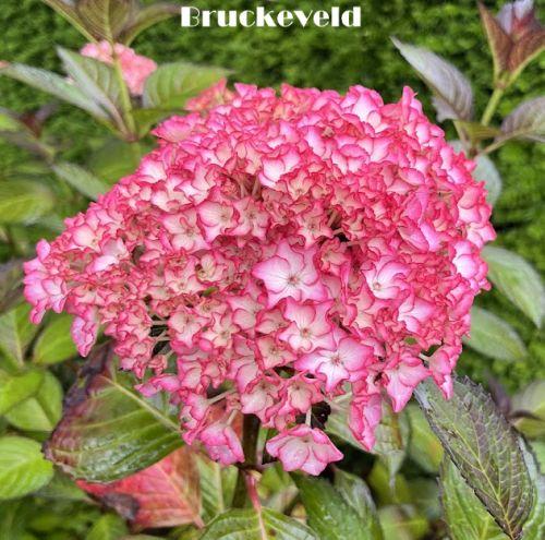 Hydrangea mac. 'Sabrina'