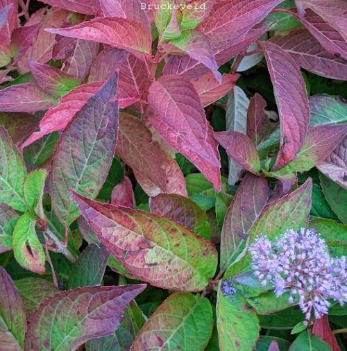 Hydrangea serrata 'Bluebird' (schermvorm)