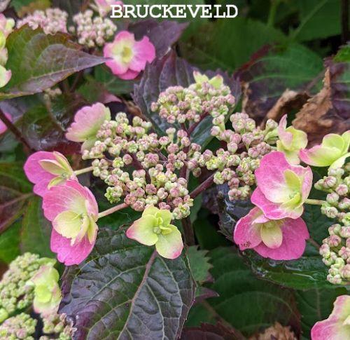 Hydrangea serrata 'Pink Globin' (schermvorm)