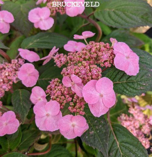Hydrangea serrata 'Veerle' ® (schermvormig)