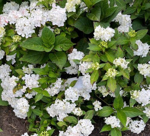 Hydrangea serrata 'Warabe' (bolvorm)