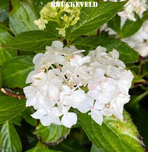 Hydrangea serrata 'Warabe' (bolvorm)