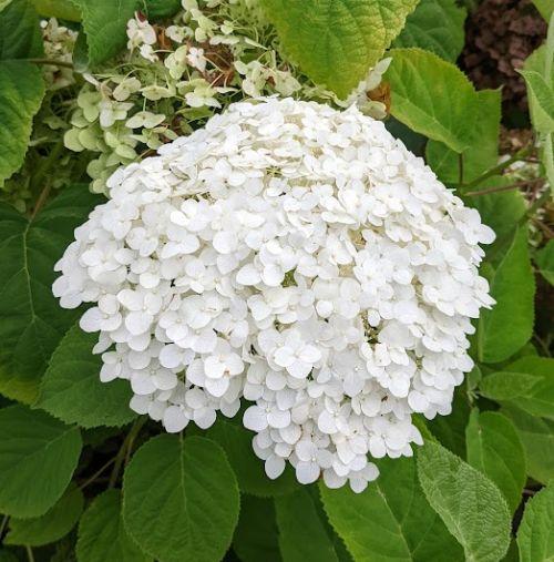 Hydrangea arb. 'Strong Annabelle' ®