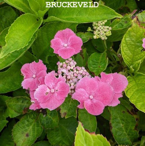 Hydrangea mac. 'Taube'  TELLER  (schermvormig)