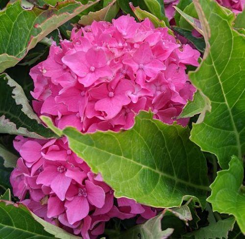 Hydrangea mac. 'Tovelit' (bolvormig)