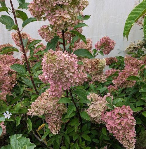 Hydrangea pan. 'Vanille Fraise'®