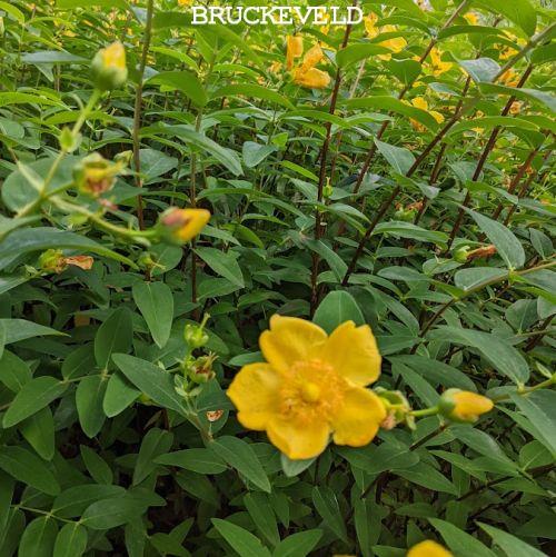 Hypericum 'Hidcote'