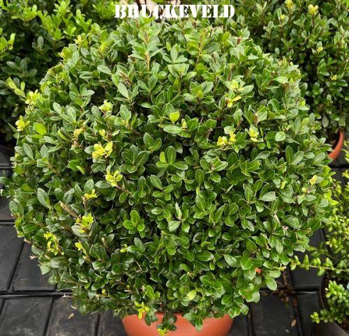 Ilex crenata 'Caroline Upright'