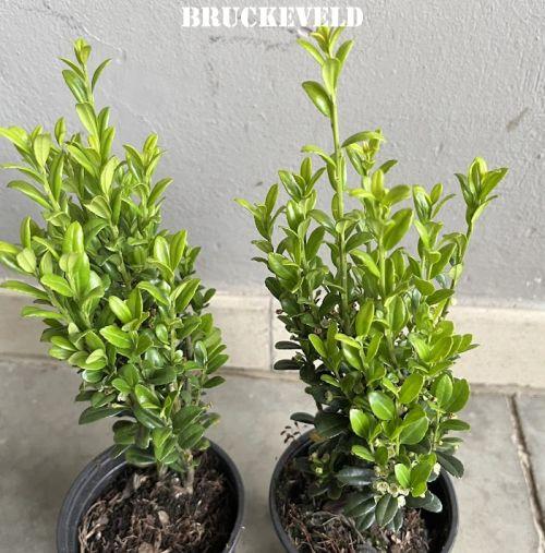 Ilex crenata 'Fastigiata'