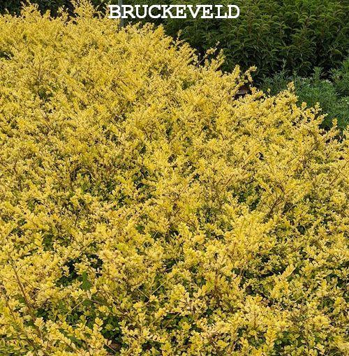 Ilex crenata 'Golden Gem'