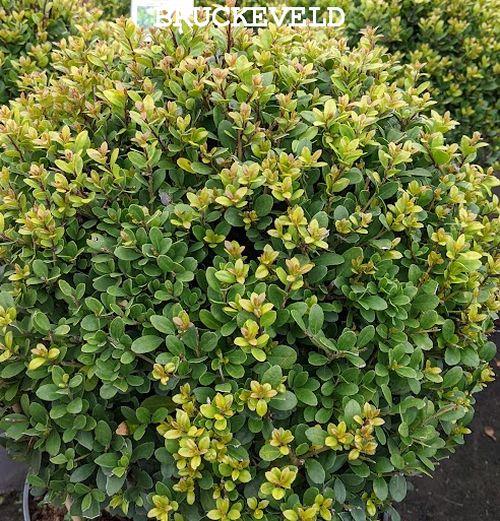 Ilex crenata 'Dark Green'® BOL