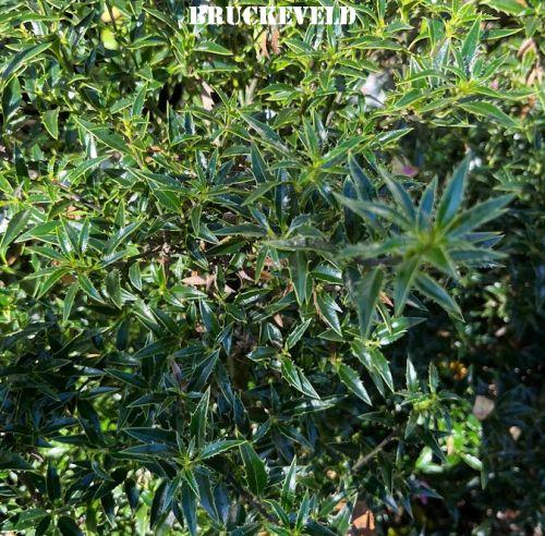 Ilex aquilegifolium 'Myrtifolia'