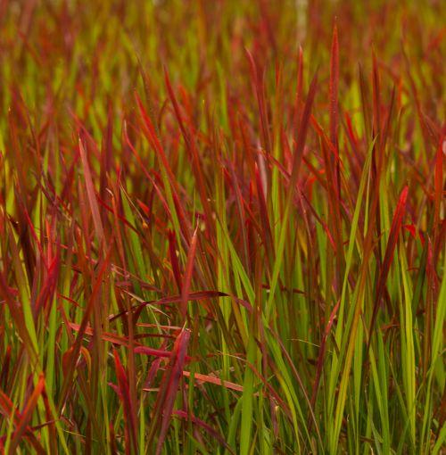 Imperata cylindrica 'Red Baron'