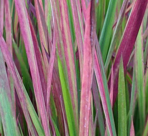 Imperata cylindrica 'Red Baron'