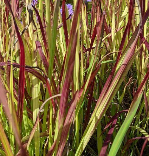Imperata cylindrica 'Red Baron'