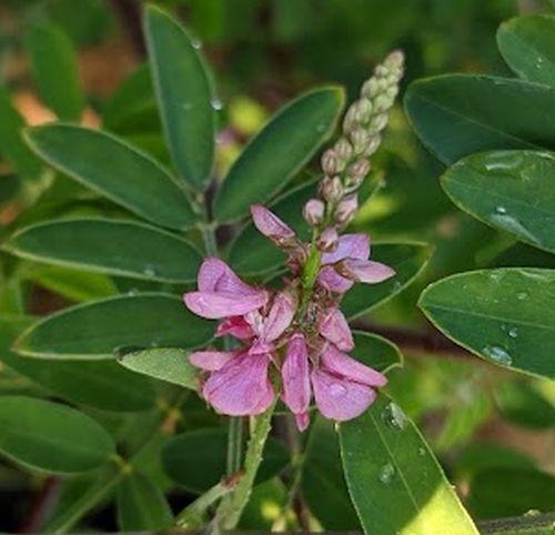 Indigofera pseudotinctoria