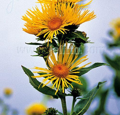 Inula helenium