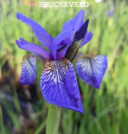 Iris sibirica 'Blue King'