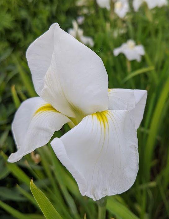 Iris ensata 'White Ladies'