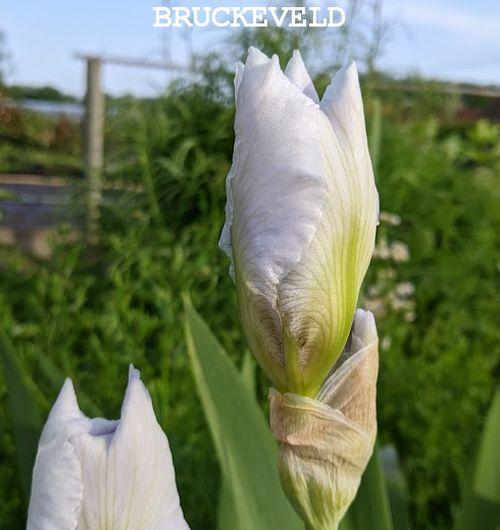Iris Germanica 'Lugano'